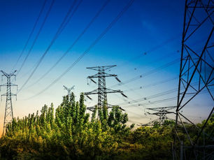 The Dangers of Overgrown Trees Near Power Lines: What You Need to Know