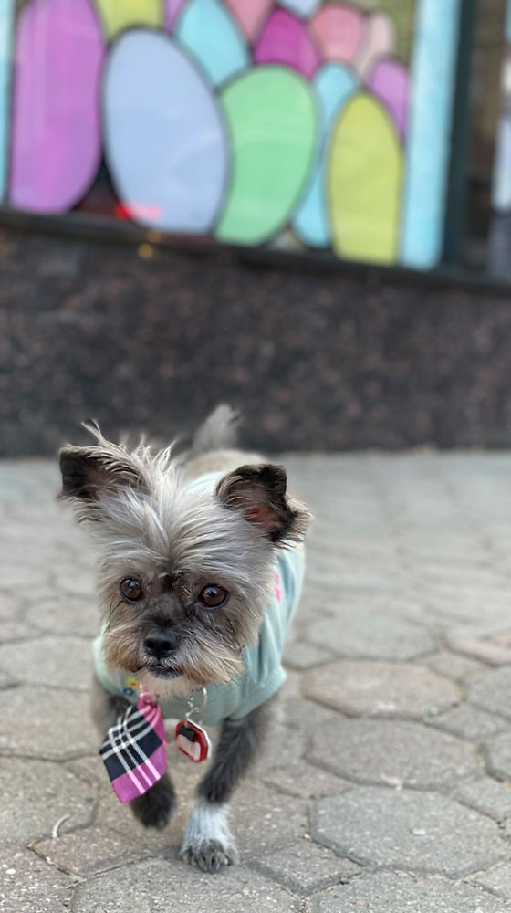 Milo the Gremlin.jpg