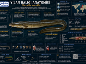 Yılan Balığı Nedir?