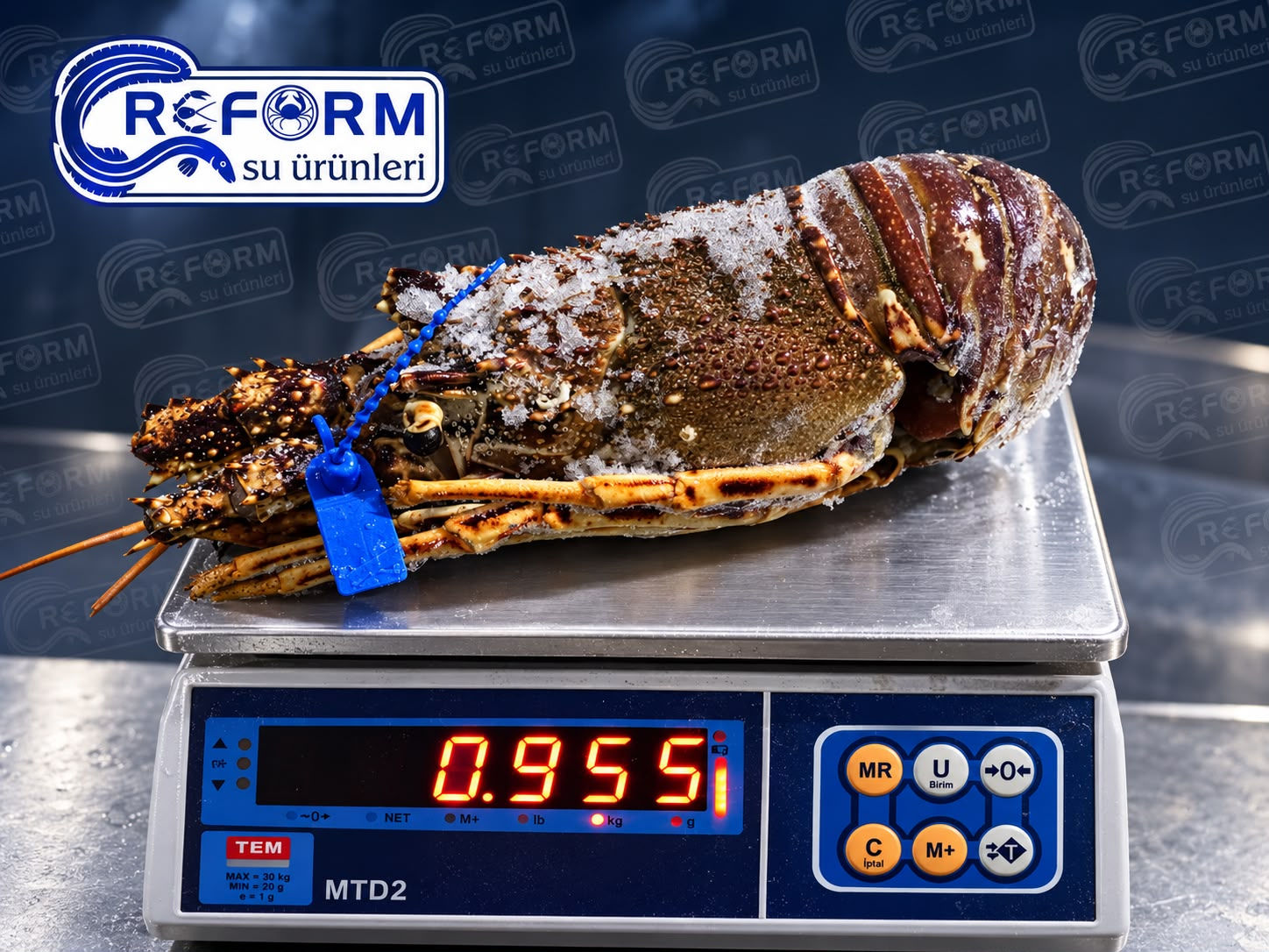 ıstakoz spiny lobster