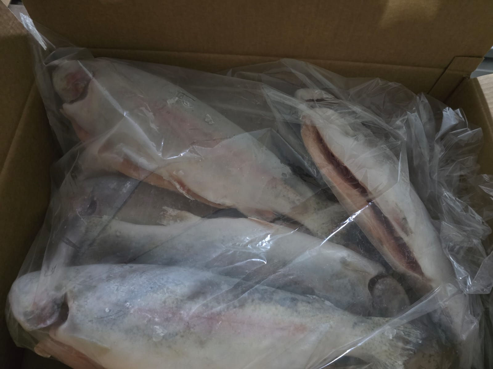 Türk Somonu (10 kg )