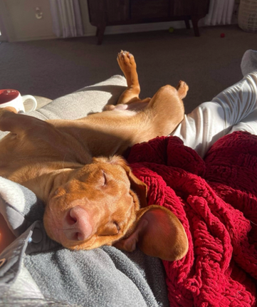 ee Red sleeping in sun