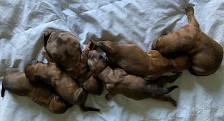 Screenshot 2023-12-10 at 5.23.33 PM.png