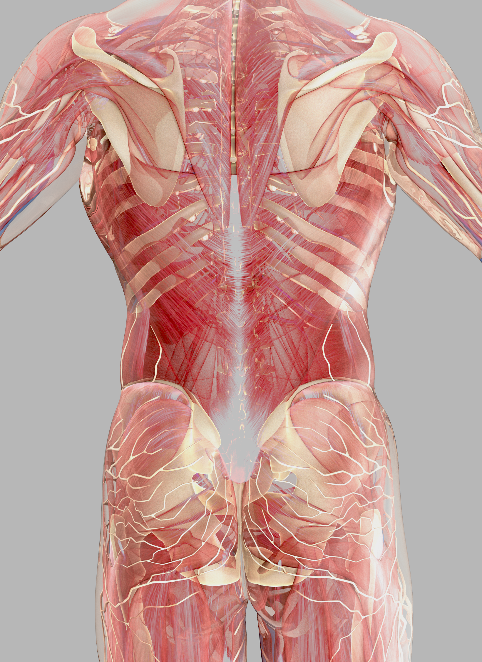 Anatomy