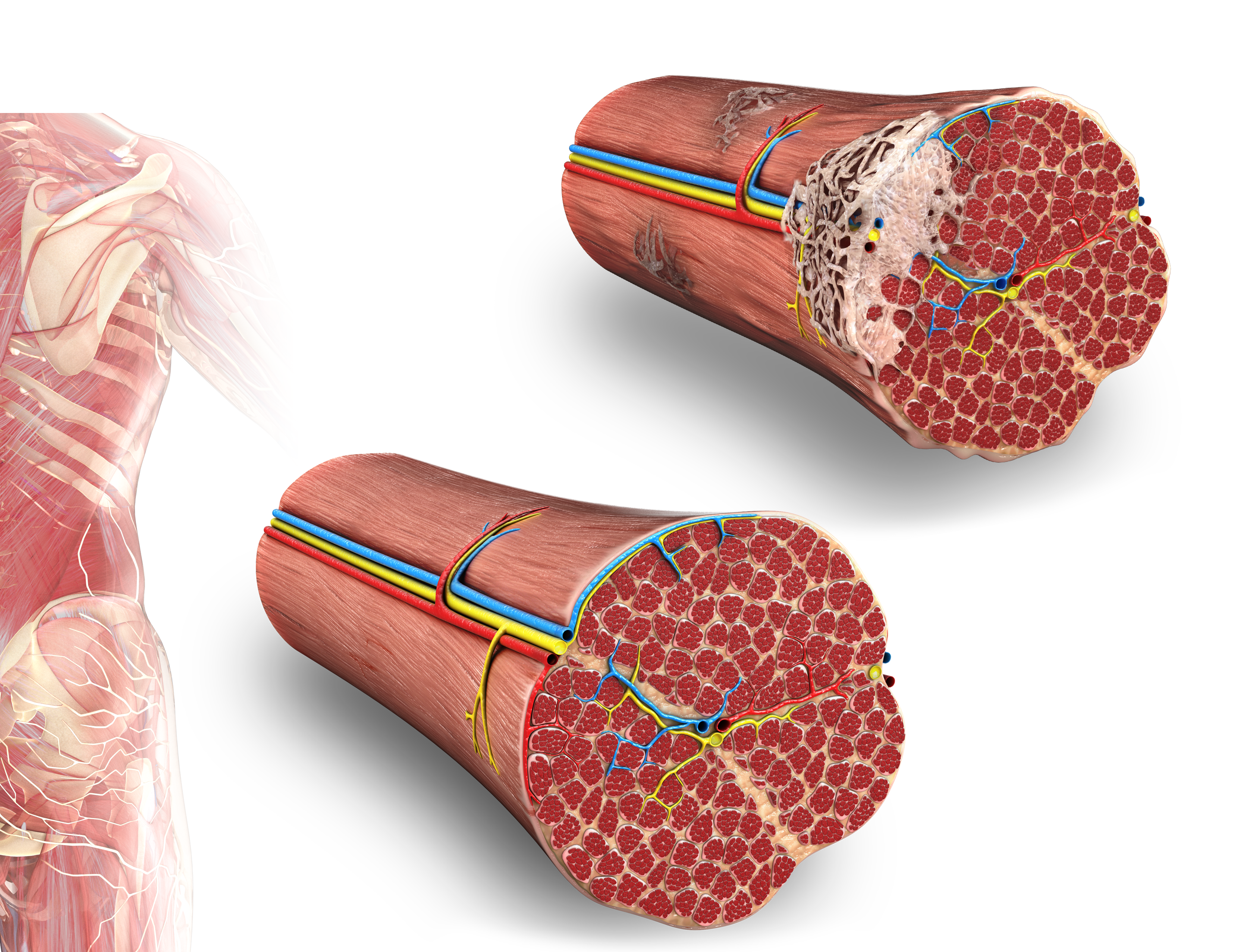 Muscle_illustration