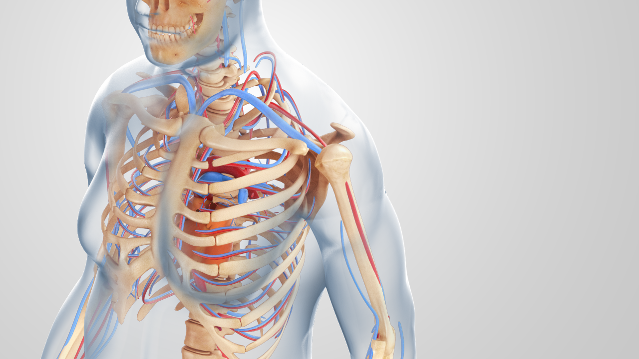 Human Anatomy