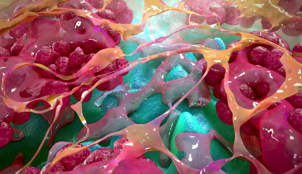 Bacteria