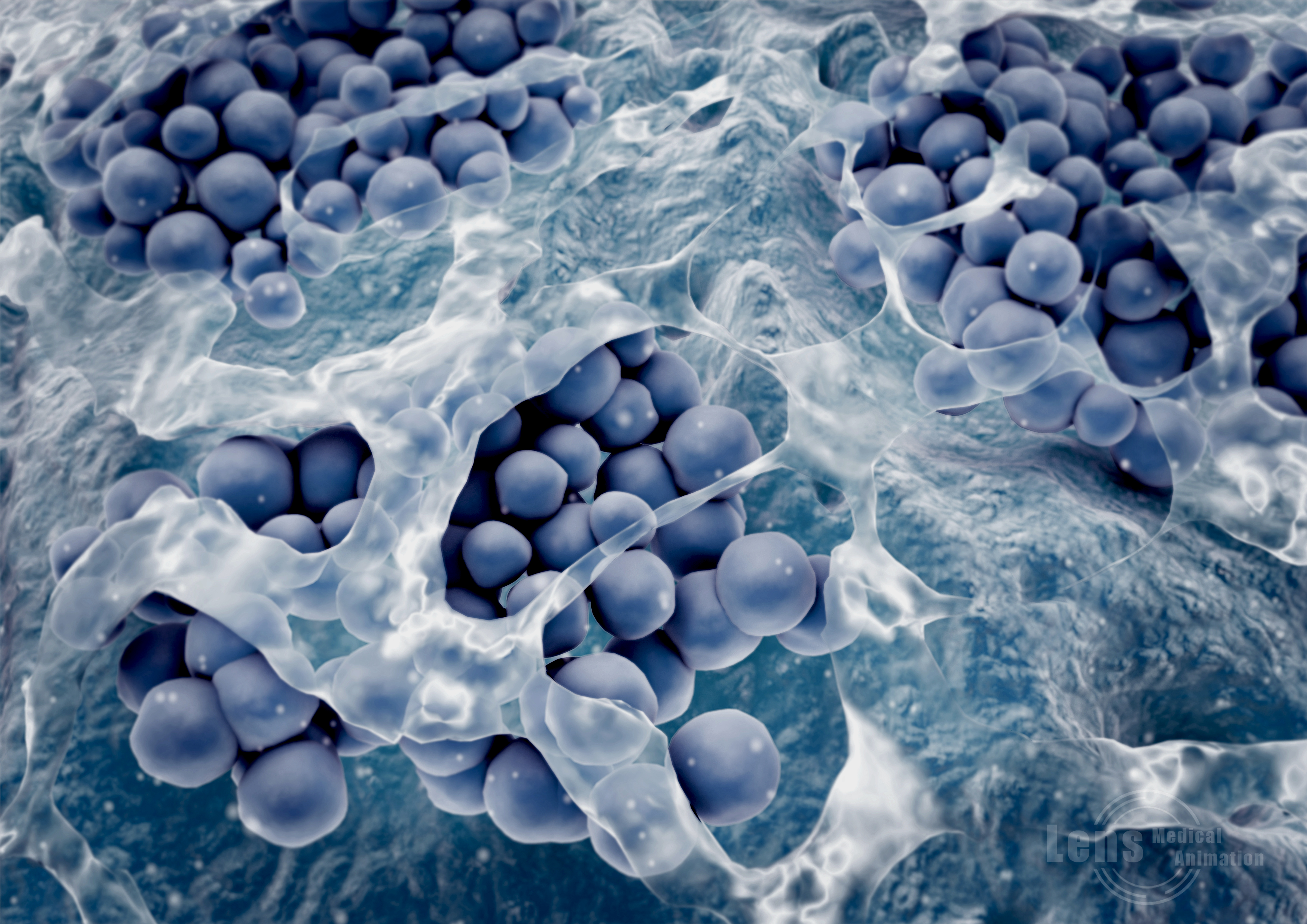 Bacteria