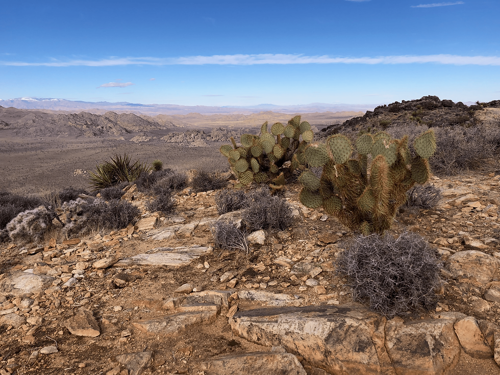 Southern California desert ridge, cactus, open plains, and distant mountains—landscapes that support habitat, watershed health, and other ecosystem benefits considered in SCAG regional planning.