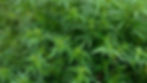 Lush green hemp (cannabis) plants with pointed leaves.