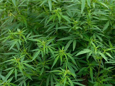 Lush green hemp (cannabis) plants. Washington-grown hemp could play a central role in green construction. Photo: WSDA