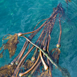 Bull kelp floating on the surface of Pacific Northwest water