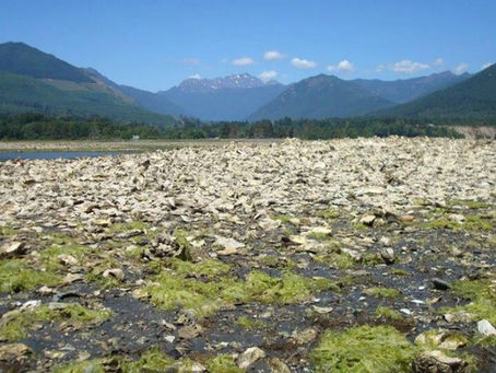 Washington beach at low tide with shellfish and seaweed