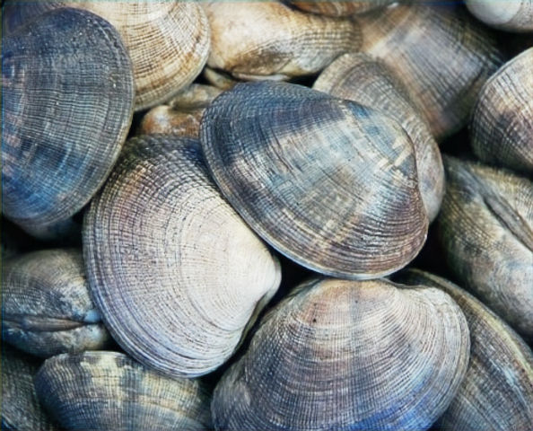 Wm Shellfish Washington Shellfish Fee Review Recommends Public Funding for Biotoxin ...