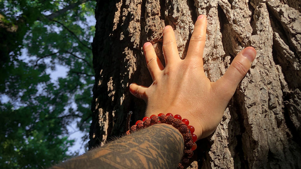 Hand touching the tree representing connection and self-rebuilding