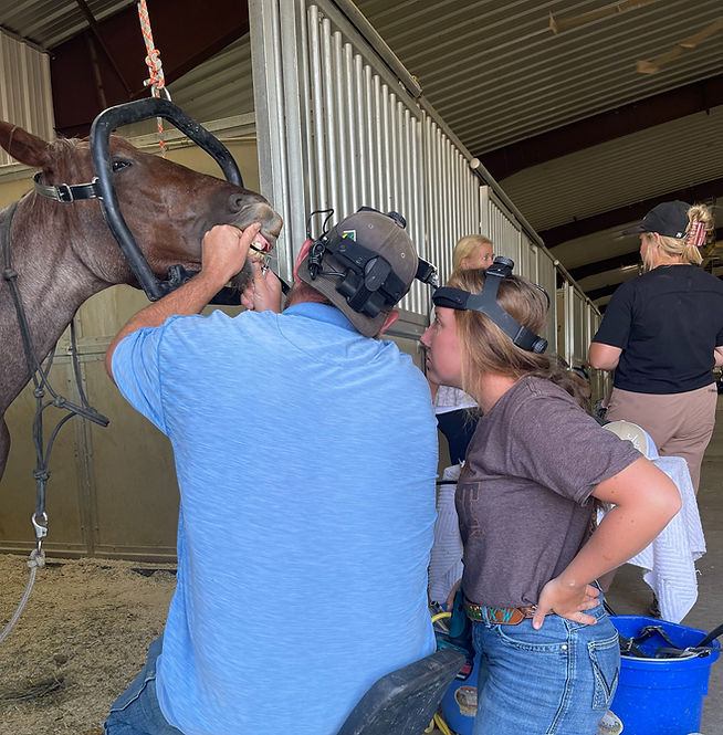 School Info Equine Dental School