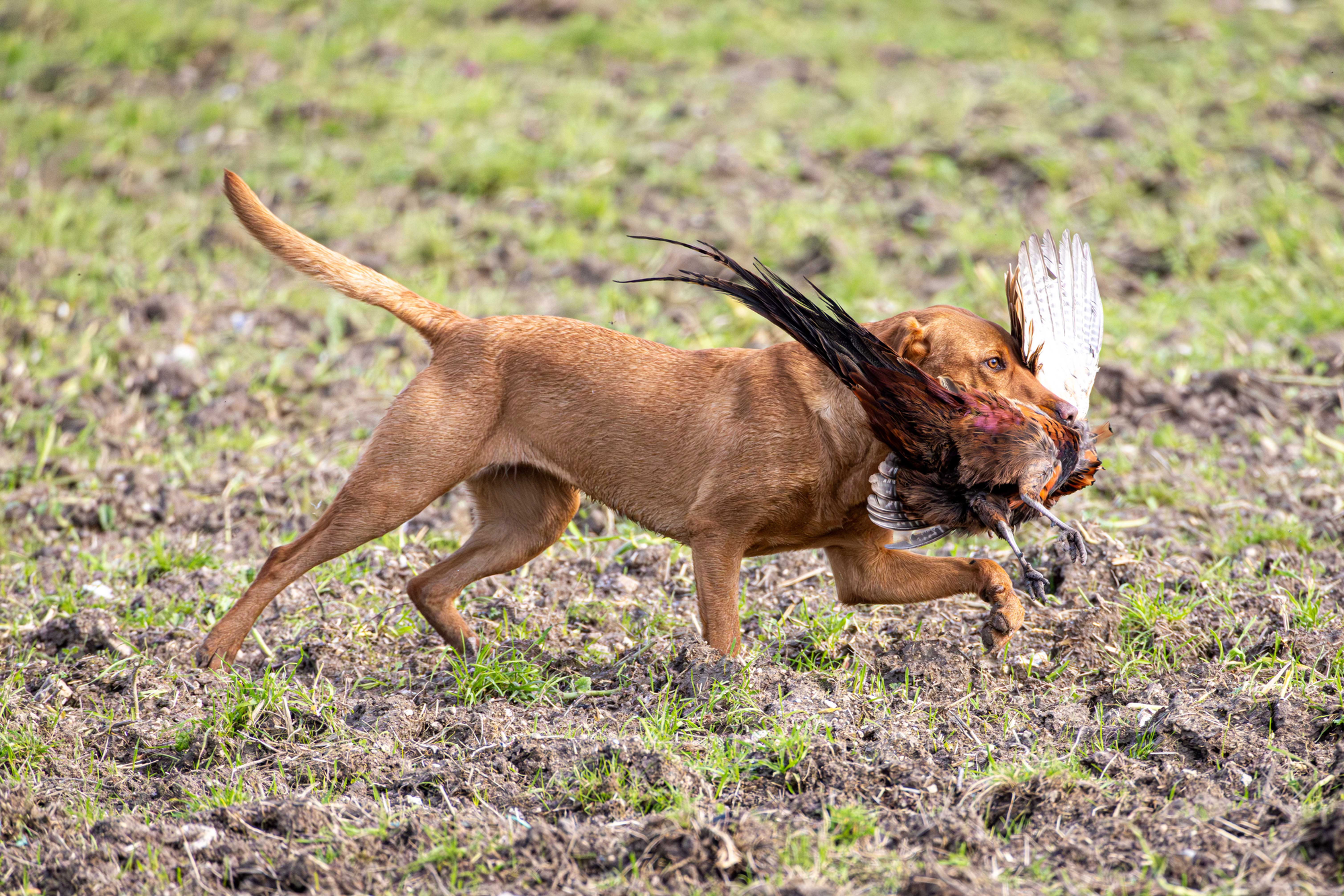 Barton Shoot 26.10.2024 - 056