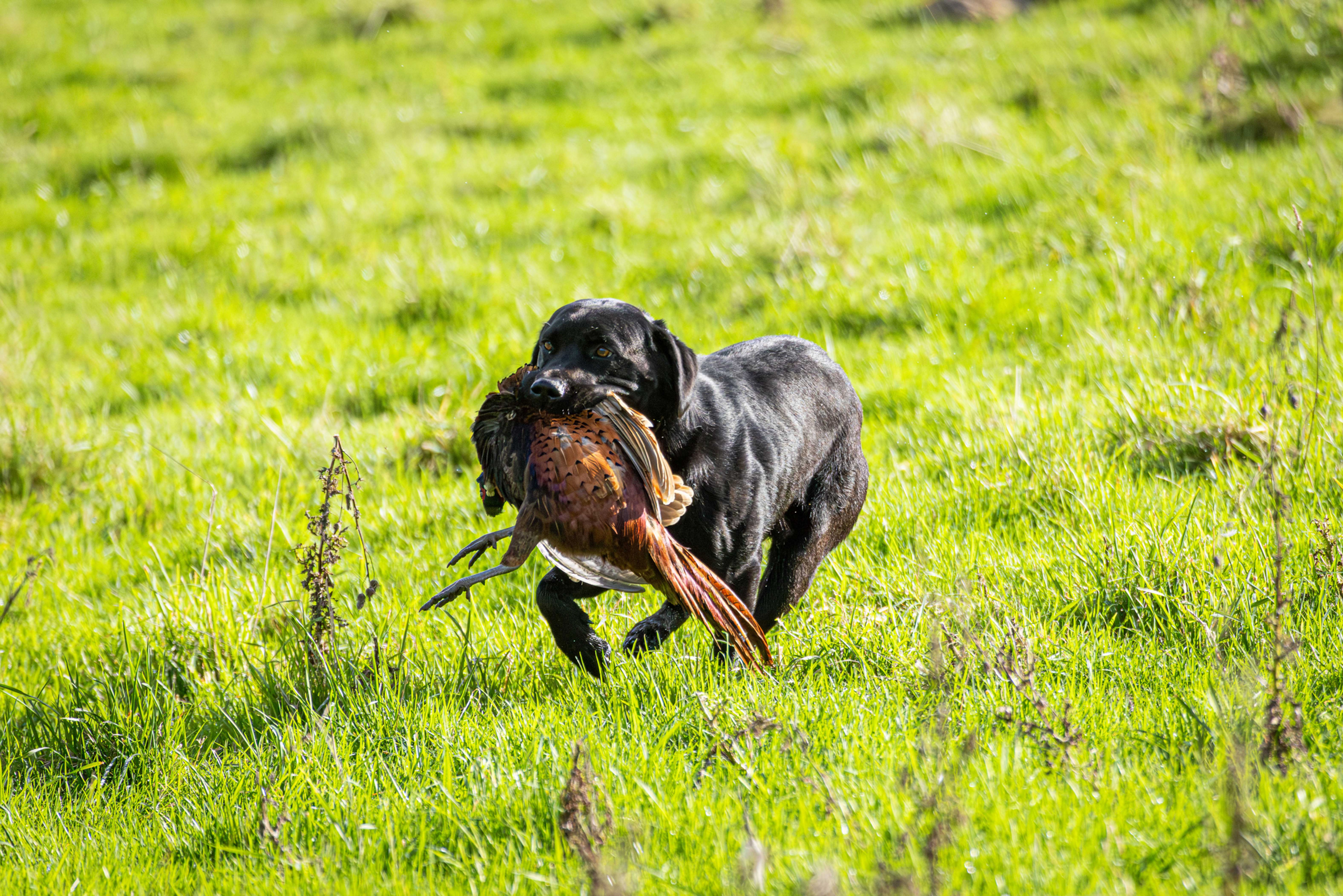 Barton Shoot 26.10.2024 - 083