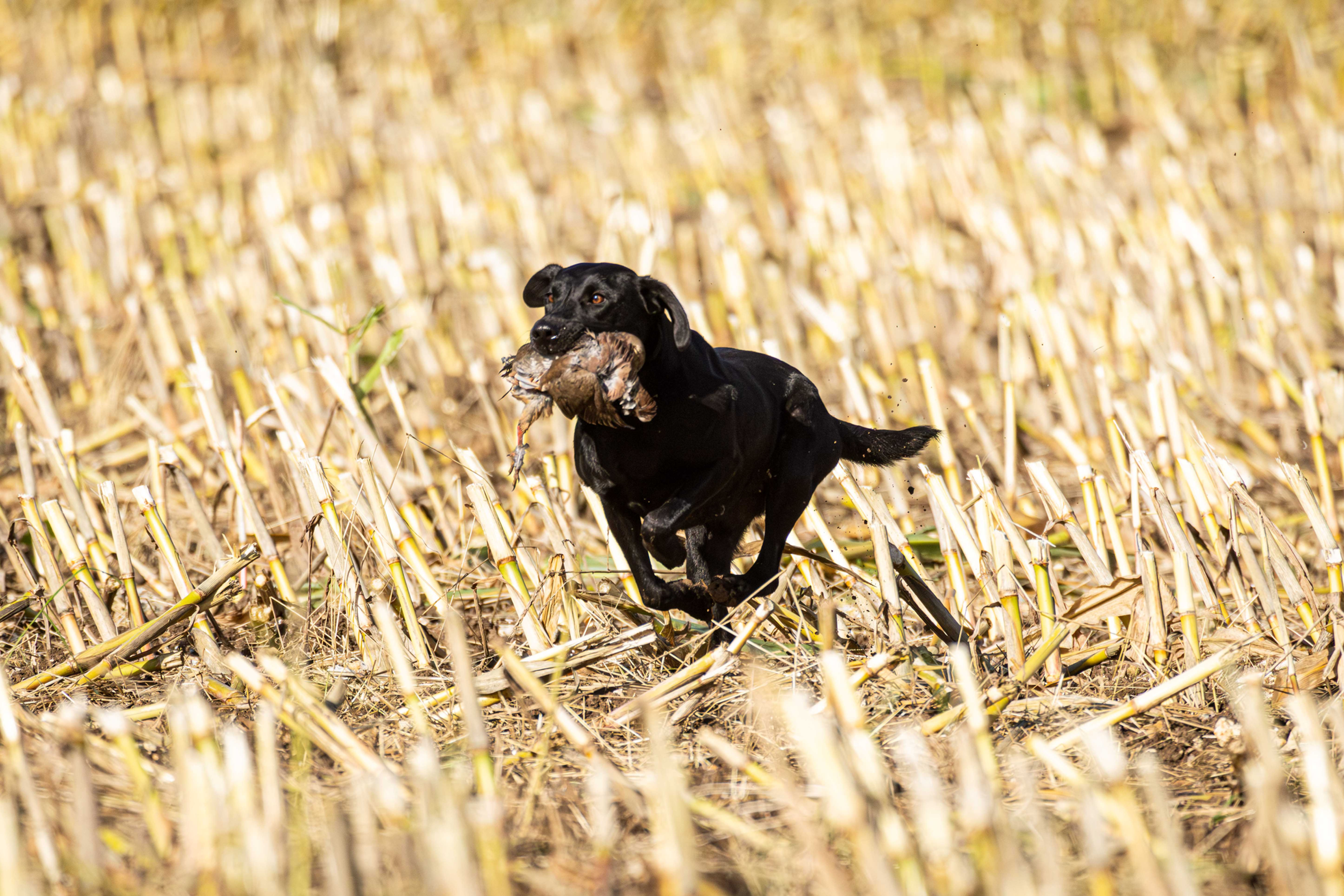 Barton Shoot 26.10.2024 - 029