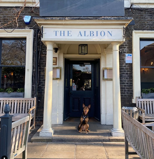 The Albion dog