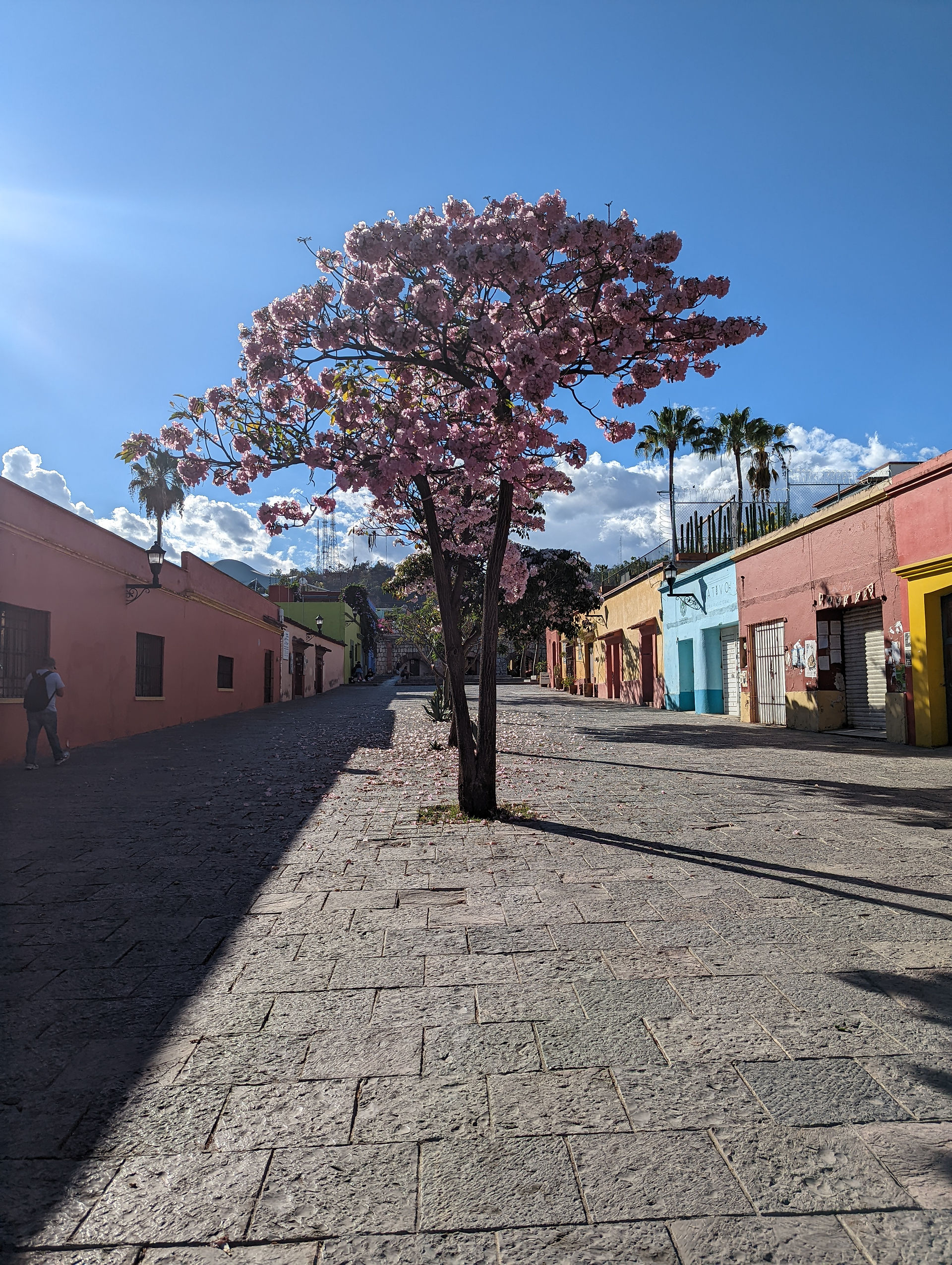Colours of Oaxaca's streets