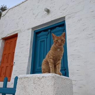 Greek cat
