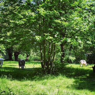 Epping Forest cows