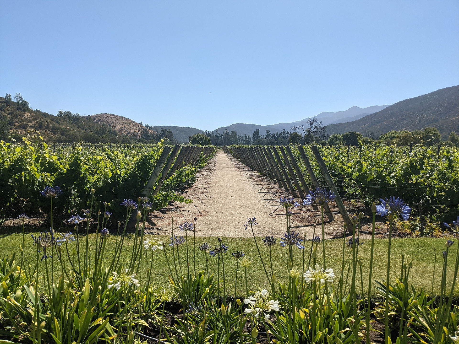 Vines in Casablanca