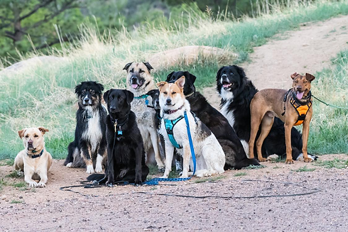 pack of dogs.png
