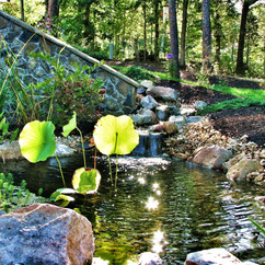 Leaf in Pond.jpeg