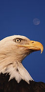 Bald eagle head and shoulders against a blue sky