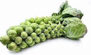 Brussels Sprout