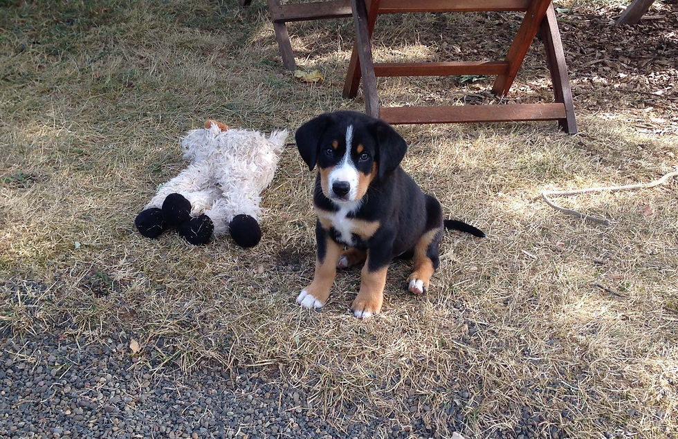 Puppy Marcus 2