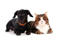 Canva - Little Dachshund Dog and Cat Iso