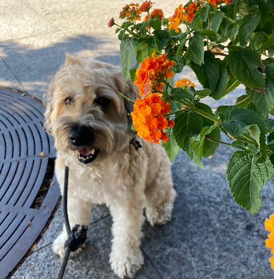 wheaton terrior learning to sit in brooklyn park