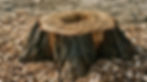 Stump Grinding and Lot Clearing
