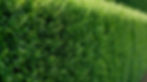 Hedge Trimming and Maintenance