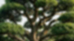 Tree Pruning and Shaping