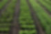 salades planches le potager emma pierre permaculture maraichage bio sol vivant agriculture
