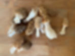 Mushroom Hunting, Growing & Tasting