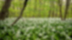 Bärlauchblüte im Wald