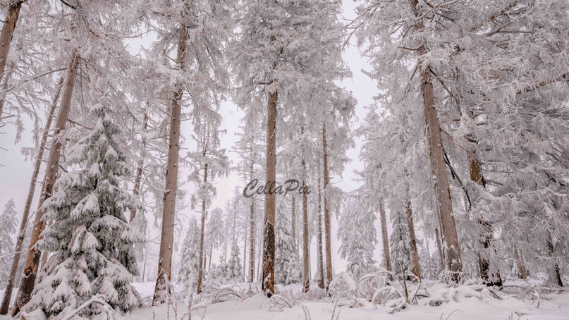 Winter Wonderland