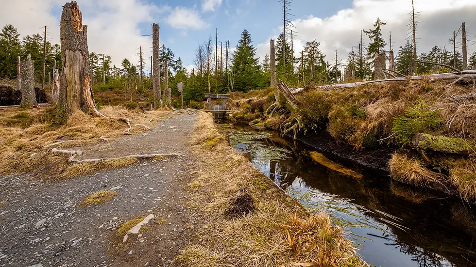 🌿 Fotowalk ums Torfhausmoor