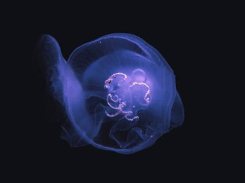 Stockholm Noir | Fear (new single)