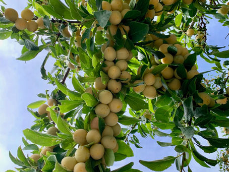 Abondance - abundance - overvloed