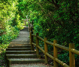 Escalier entouré de verdure dense, avec des rampes en bois. Illustre le parcours de coaching vers une évolution professionnel