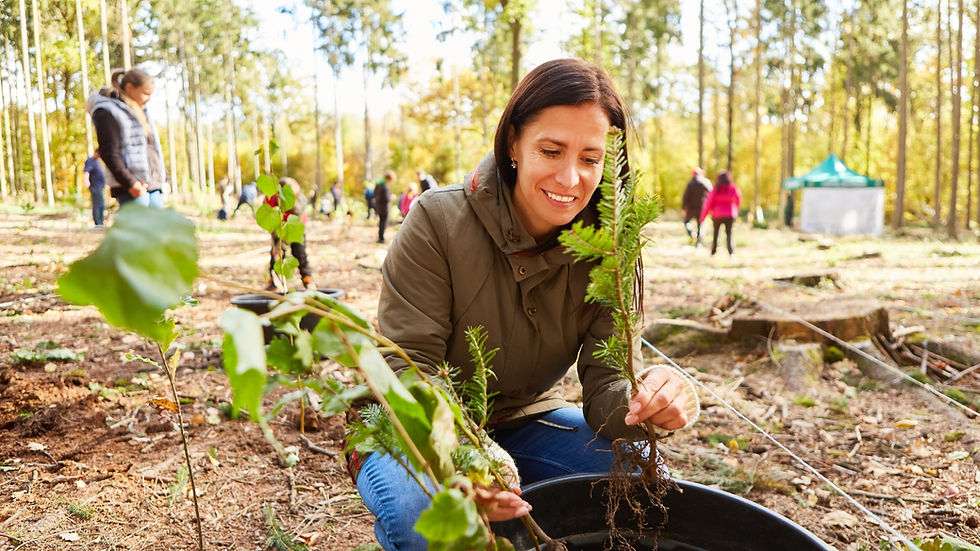 Woman planting trees in forest with volunteers