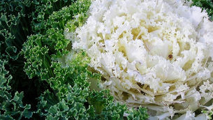 How Did One Woman Brainwash Us Into Eating Kale?