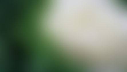 How Did One Woman Brainwash Us Into Eating Kale?