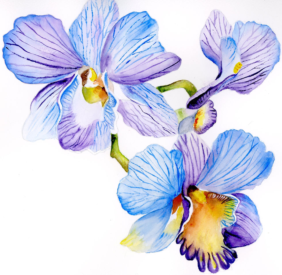 Watercolor painting of blue orchids